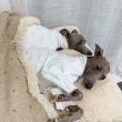 画像11:  イタグレ服 S M L XL 小型犬 中型犬 春夏秋冬 doggystar パジャマ ロンパース つなぎ 即日出荷出来ます (11)