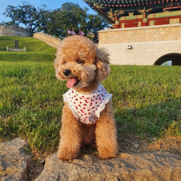 画像14: 犬服 フリフリ 可愛い レース いちご タンクトップ S M L XL 小型犬 中型犬 春夏秋冬 doggystar ドッギースター  即日出荷できます (14)