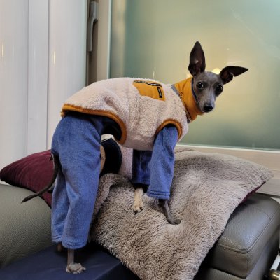 画像2: イタグレ服 S M L XL 小型犬 中型犬 秋冬服 doggystar ファスナー フリース ベスト 即日出荷出来ます