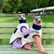 画像17: イタグレ服 S M L XL 小型犬 中型犬 秋冬服 doggystar ファスナー フリース ベスト 即日出荷出来ます (17)