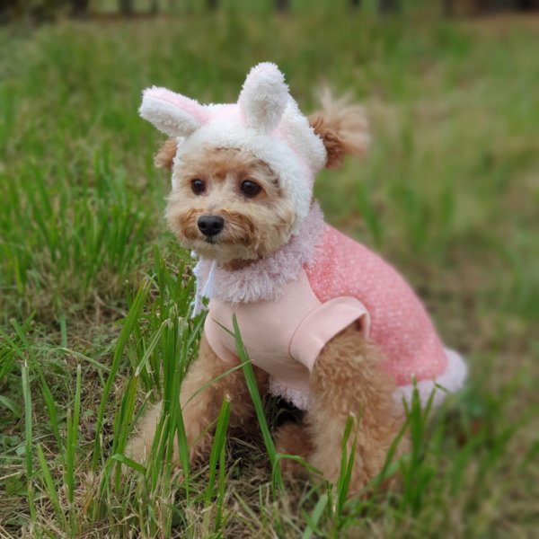 画像9: 犬 の 帽子  S M L 小型犬 中型犬 秋 冬 犬用 猫用 うさぎ トナカイ 変身 コスプレ もこもこ動物 doggystar ドッギースター 即日発送できます (9)