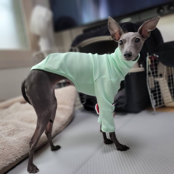 画像15: イタグレ服 S M L XL 2XL 3XL 10カラーTシャツ 小型犬 中型犬 大型犬 春 夏 秋 冬 doggystar ドッギースター 即日出荷出来ます (15)