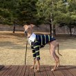 画像12: イタグレ服 S M L XL 小型犬 中型犬 春 秋冬 犬服 doggystar ポロシャツ ラガーシャツ 即日出荷出来ます (12)