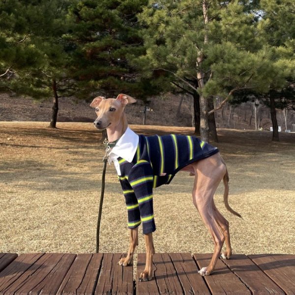 画像13: イタグレ服 S M L XL 2XL 3XL ポロシャツ ラガーシャツ 小型犬 中型犬 大型犬 春 秋 冬 犬服 doggystar ドッギースター 即日出荷出来ます (13)