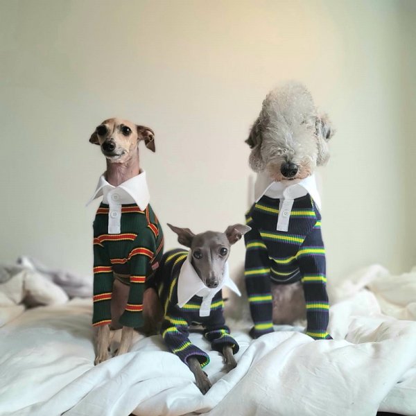 画像15: イタグレ服 S M L XL 2XL 3XL ポロシャツ ラガーシャツ 小型犬 中型犬 大型犬 春 秋 冬 犬服 doggystar ドッギースター 即日出荷出来ます (15)