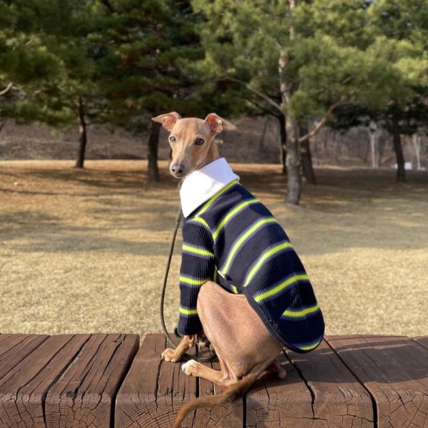 画像14: イタグレ服 S M L XL 2XL 3XL ポロシャツ ラガーシャツ 小型犬 中型犬 大型犬 春 秋 冬 犬服 doggystar ドッギースター 即日出荷出来ます (14)