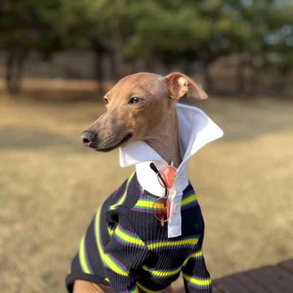 画像12: イタグレ服 S M L XL 2XL 3XL ポロシャツ ラガーシャツ 小型犬 中型犬 大型犬 春 秋 冬 犬服 doggystar ドッギースター 即日出荷出来ます (12)