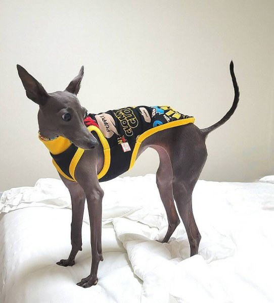 画像13: イタグレ服 セール S M L XL 2XL 3XL コミックTシャツ 小型犬 中型犬 大型犬 春 夏 秋 冬 doggystar ドッギースター 即日出荷出来ます  (13)