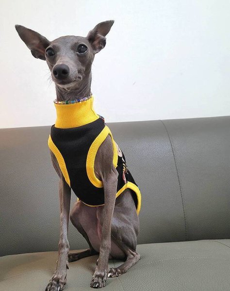 画像12: イタグレ服 セール S M L XL 2XL 3XL コミックTシャツ 小型犬 中型犬 大型犬 春 夏 秋 冬 doggystar ドッギースター 即日出荷出来ます  (12)