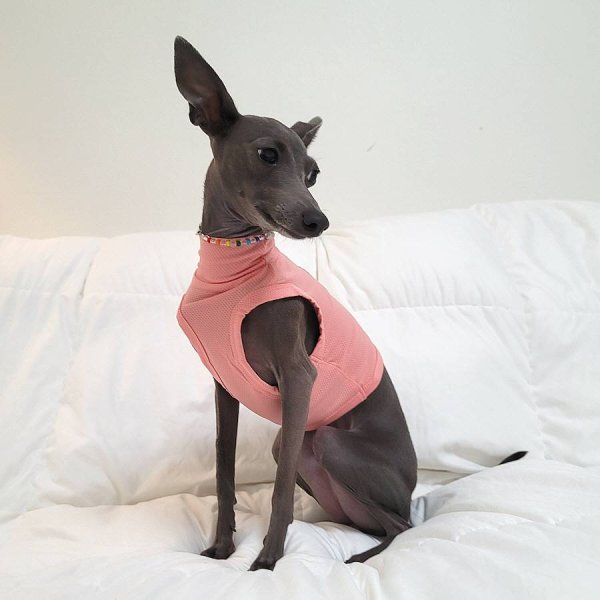 画像16: イタグレ服 セール S M L XL 2XL 3XL クロップドトップス  小型犬 中型犬 大型犬 夏服 doggystar ドッギースター 即日発送出来ます (16)