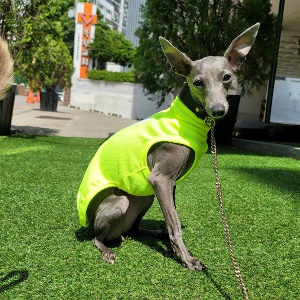 画像17: イタグレ服 S M L XL 2XL 3XL 接触冷感 クールベスト 小型犬 中型犬 大型犬 夏服 熱中症対策 doggystar ドッギースター 蛍光色 即日発送致します (17)