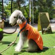 画像12: イタグレ服 S M L XL　小型犬 中型犬  夏服 接触冷感 熱中症対策クールベスト doggystar 蛍光色 即日発送致します (12)