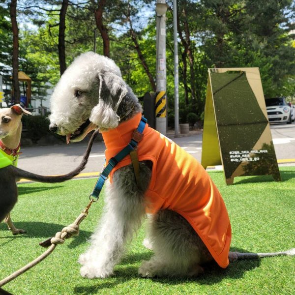 画像19: イタグレ服 S M L XL 2XL 3XL 接触冷感 クールベスト 小型犬 中型犬 大型犬 夏服 熱中症対策 doggystar ドッギースター 蛍光色 即日発送致します (19)