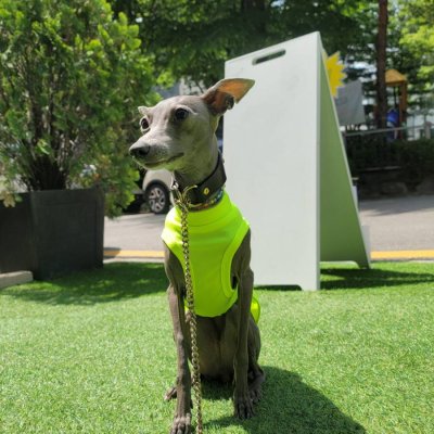 画像1: ベドリントンテリア服 2XL 夏服  蛍光色 大型犬 接触冷感 熱中症対策クールベスト doggystar イタグレ服 即日発送致します