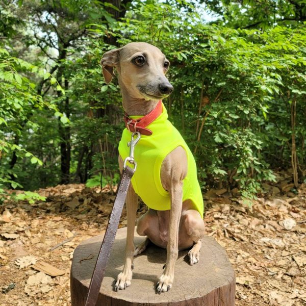 画像18: イタグレ服 S M L XL 2XL 3XL 接触冷感 クールベスト 小型犬 中型犬 大型犬 夏服 熱中症対策 doggystar ドッギースター 蛍光色 即日発送致します (18)