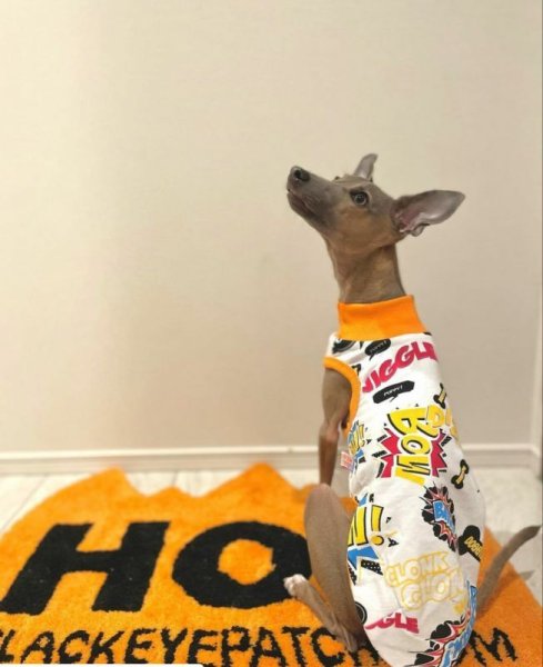 画像11: イタグレ服 セール S M L XL 2XL 3XL コミックTシャツ 小型犬 中型犬 大型犬 春 夏 秋 冬 doggystar ドッギースター 即日出荷出来ます  (11)