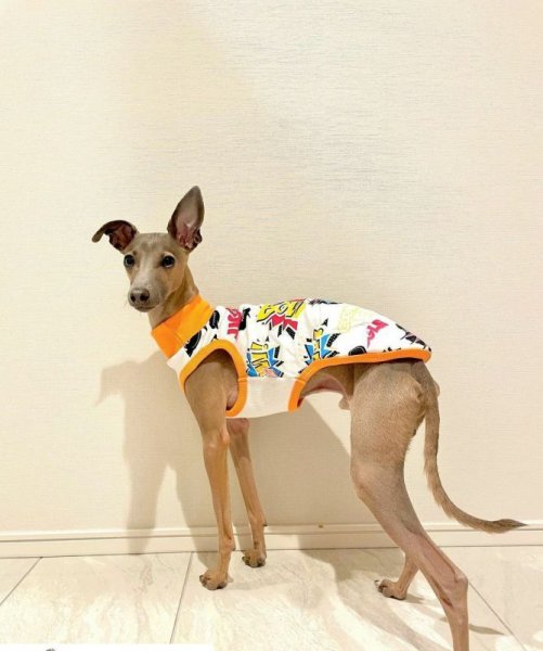 画像1: イタグレ服 S M L XL 小型犬 中型犬 春夏秋冬 doggystar コミックTシャツ 即日出荷出来ます　 (1)