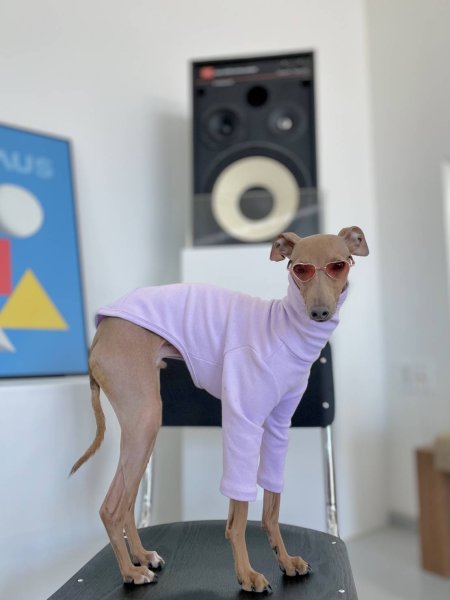 画像16: イタグレ服 S M L XL 2XL 3XL 10カラーTシャツ 小型犬 中型犬 大型犬 春 夏 秋 冬 doggystar ドッギースター 即日出荷出来ます (16)