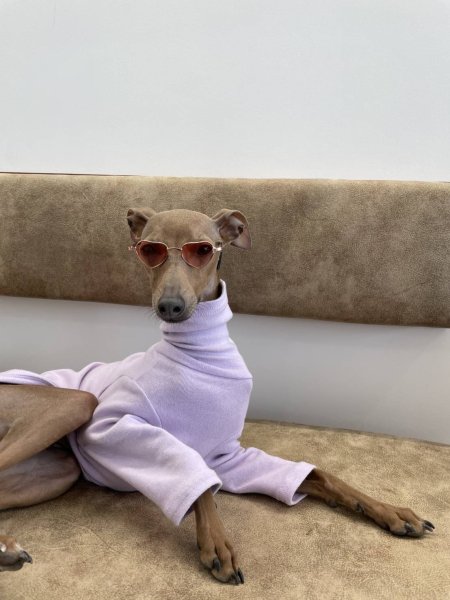 画像18: イタグレ服 S M L XL 2XL 3XL 10カラーTシャツ 小型犬 中型犬 大型犬 春 夏 秋 冬 doggystar ドッギースター 即日出荷出来ます (18)