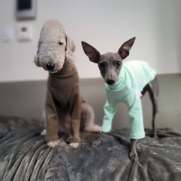 画像19: イタグレ服 S M L XL 2XL 3XL 10カラーTシャツ 小型犬 中型犬 大型犬 春 夏 秋 冬 doggystar ドッギースター 即日出荷出来ます (19)