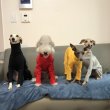 画像11: 犬 服 ロンパース S M L XL 小型犬 中型犬 春夏秋冬 doggystar リブ地つなぎ 即日出荷出来ます (11)