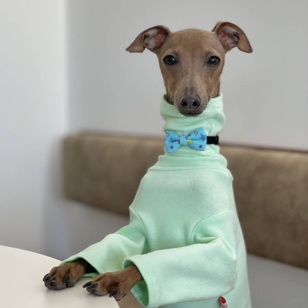 画像17: イタグレ服 S M L XL 2XL 3XL 10カラーTシャツ 小型犬 中型犬 大型犬 春 夏 秋 冬 doggystar ドッギースター 即日出荷出来ます (17)