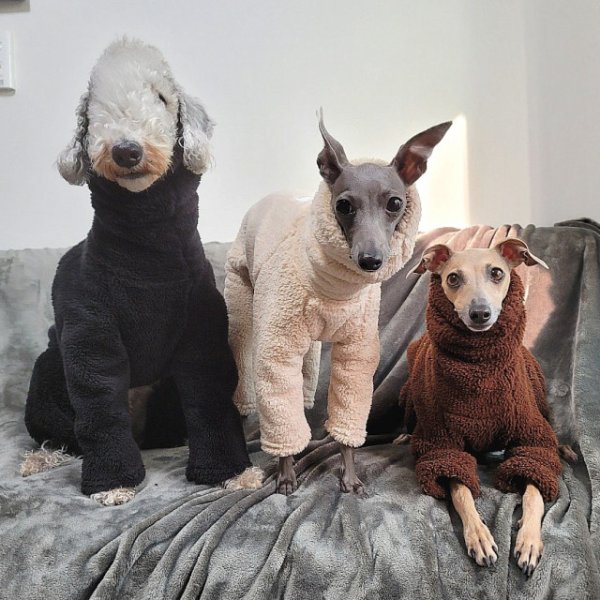 画像17: 犬 服 ロンパース S M L XL 小型犬 中型犬 冬服 ボア フリース  つなぎ doggystar ドッギースター 即日出荷出来ます (17)