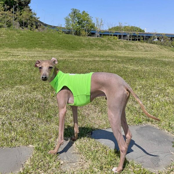 画像15: イタグレ服 セール S M L XL 2XL 3XL クロップドトップス  小型犬 中型犬 大型犬 夏服 doggystar ドッギースター 即日発送出来ます (15)