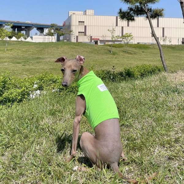 画像18: イタグレ服 セール S M L XL 2XL 3XL クロップドトップス  小型犬 中型犬 大型犬 夏服 doggystar ドッギースター 即日発送出来ます (18)