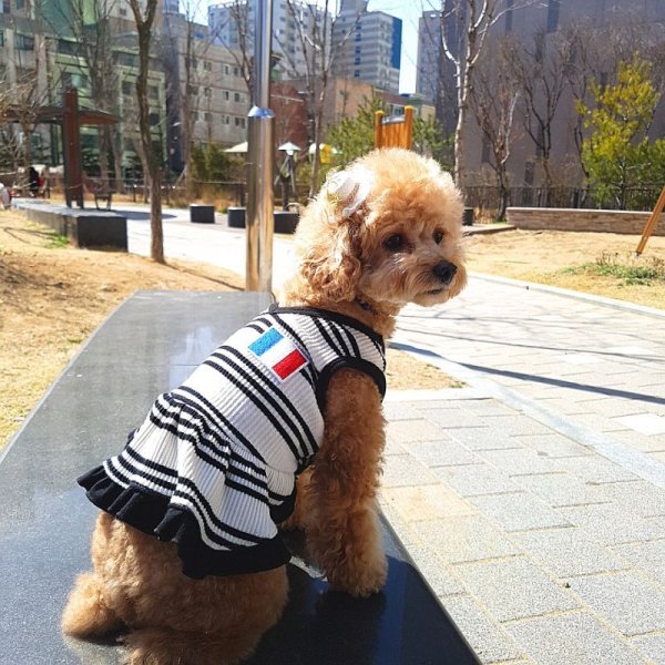 画像10: 犬服 おしゃれ  S M L XL 小型犬 中型犬 春夏秋冬 シンプル Vネック ボーダー ワンピース doggystar ドッギースター  即日出荷出来ます (10)