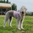 画像19: イタグレ服 S M L XL 小型犬 中型犬 doggy star 夏 接触冷感 クール ひんやり クロップド トップス (19)