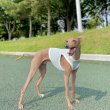 画像17: イタグレ服 S M L XL 小型犬 中型犬 doggy star 夏 接触冷感 クール ひんやり クロップド トップス (17)