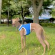 画像17: ウィペット服 3XL 中型犬 大型犬 doggy star 夏 接触冷感 クール ひんやり クロップド トップス (17)