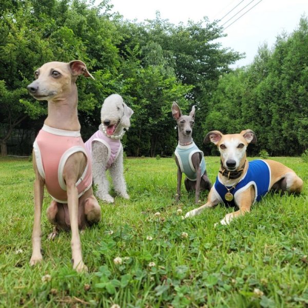 画像16: イタグレ服 S M L XL 2XL 3XL 接触冷感 クール ひんやり クロップド トップス 小型犬 中型犬 大型犬 夏 doggystar ドッギースター 即日発送出来ます (16)