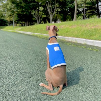 画像2: イタグレ服 S M L XL 小型犬 中型犬 doggy star 夏 接触冷感 クール ひんやり クロップド トップス