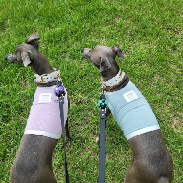 画像18: イタグレ服 S M L XL 2XL 3XL 接触冷感 クール ひんやり クロップド トップス 小型犬 中型犬 大型犬 夏 doggystar ドッギースター 即日発送出来ます (18)