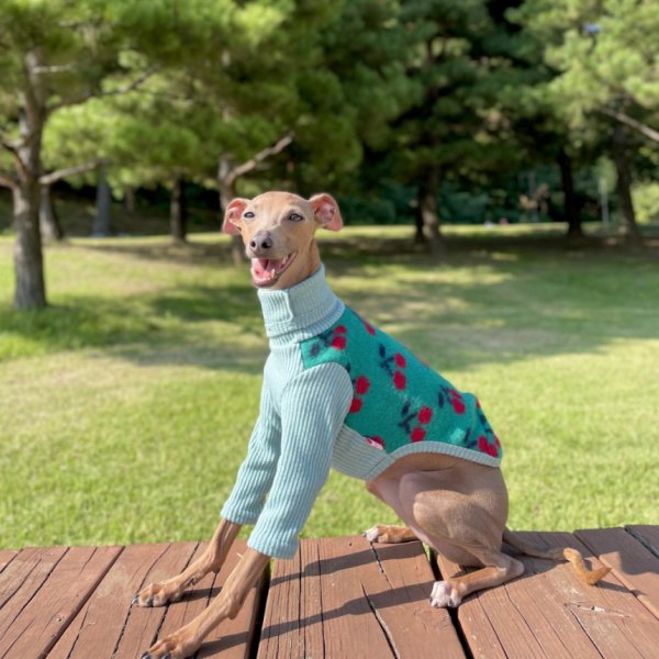 画像1: イタグレ服 セール S M L XL 2XL 3XL チェリー 長袖 ニット Tシャツ 小型犬 中型犬 大型犬 秋 冬服 doggystar　ドッギースター 即日発送出来ます (1)