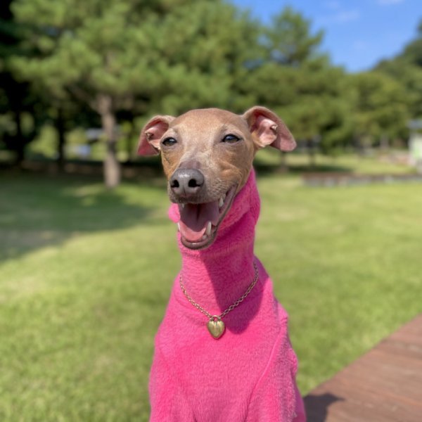 画像16: イタグレ服 セール S M L XL 2XL 3XL 起毛長袖Tシャツ 小型犬 中型犬 大型犬 春 秋 冬服 doggystar ドッギースター 即日発送出来ます (16)