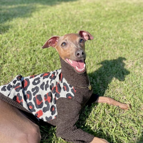 画像13: イタグレ服 セール S M L XL 2XL 3XL ヒョウ柄 裏起毛 ニット 長袖 Tシャツ 小型犬 中型犬 大型犬 冬服 doggystar ドッギースター 即日発送出来ます (13)