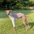 画像1: イタグレ服 セール S M L XL 2XL 3XL ダイヤ柄 裏起毛 長袖 Tシャツ 小型犬 中型犬 大型犬 冬服 doggystar ドッギースター 即日発送出来ます (1)