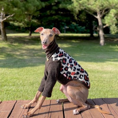 画像1: ベドリントンテリア服 2XL セール 中型犬 大型犬 冬服 doggystar ヒョウ柄 裏起毛 ニット 長袖 Tシャツ 即日出荷出来ます