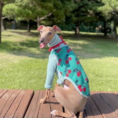 画像1: ベドリントンテリア服 2XL セール 中型犬 大型犬 秋冬服 doggystar チェリー 長袖 ニット Tシャツ  即日出荷出来ます