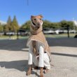 画像18: イタグレ 服 セール S M L XL 2XL 3XL 中綿軽量 バックル ダウン コート 小型犬 中型犬 大型犬 秋 冬服 doggystar ドッギースター イタリアングレーハウンド イタリアングレイハウンド 犬服 犬のコート 即日発送できます (18)