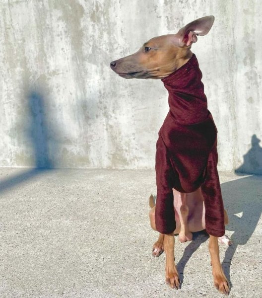 画像17: イタグレ服 セール S M L XL 2XL 3XL 起毛長袖Tシャツ 小型犬 中型犬 大型犬 春 秋 冬服 doggystar ドッギースター 即日発送出来ます (17)