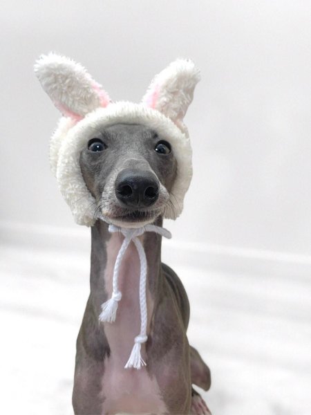 画像10: イタグレ帽子 S M L 小型犬 中型犬 秋冬  もこもこフリース動物帽子(服は含まれません)doggystar ドッギースター 即日発送できます (10)