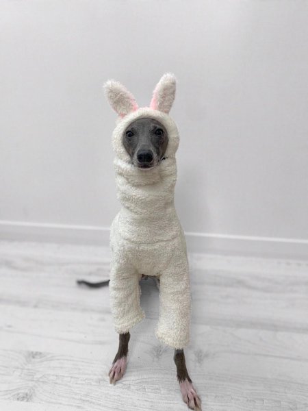 画像11: イタグレ帽子 S M L 小型犬 中型犬 秋冬  もこもこフリース動物帽子(服は含まれません)doggystar ドッギースター 即日発送できます (11)