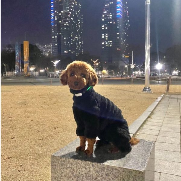 画像16: 犬 服 ロンパース S M L XL 小型犬 中型犬 冬服 ボア フリース  つなぎ doggystar ドッギースター 即日出荷出来ます (16)