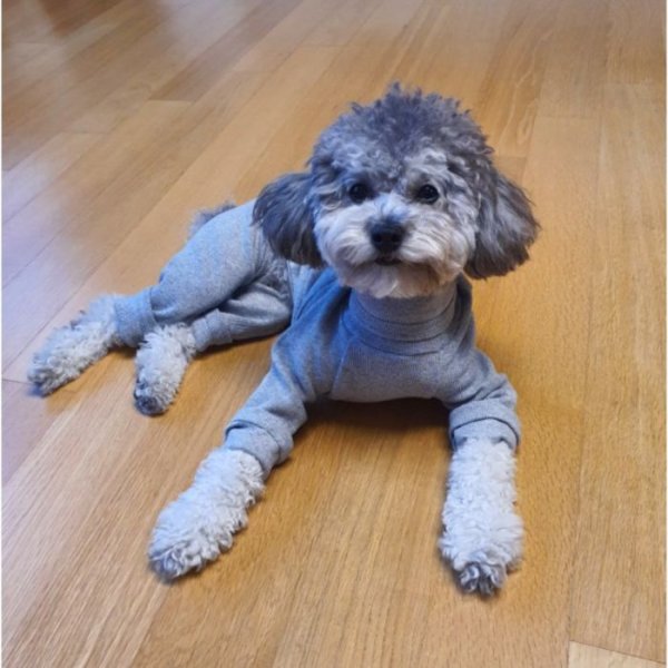 画像8: 犬 服 ロンパース S M L XL 小型犬 中型犬 春夏秋冬 リブ地つなぎ doggystar ドッギースター即日出荷出来ます (8)