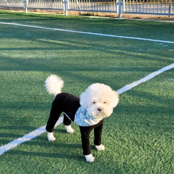 画像9: 犬 服 ロンパース S M L XL 小型犬 中型犬 春夏秋冬 リブ地つなぎ doggystar ドッギースター即日出荷出来ます (9)