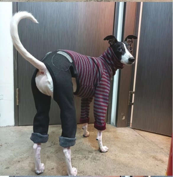 画像17: イタグレ服 S M L XL 2XL 3XL ボーダー 起毛ストライプデニム ロンパース つなぎ 小型犬 中型犬 大型犬 春 秋 冬服 doggystar ドッギースター 即日発送できます。 (17)